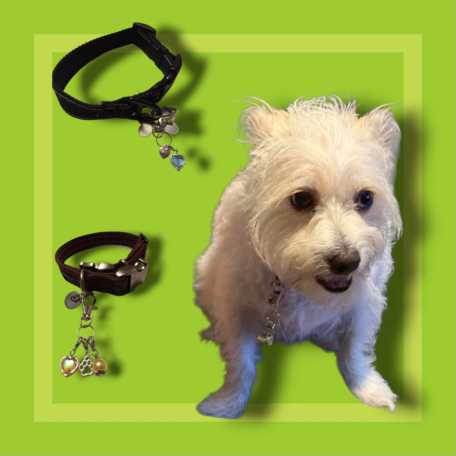 Pet Collar Charms